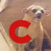 Ｃの画像