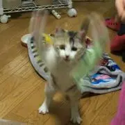 Paseri★の画像