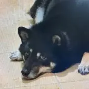 ガルーダの画像