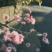 さくらの画像