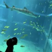 viviの画像