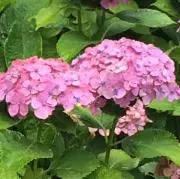 HANAの画像