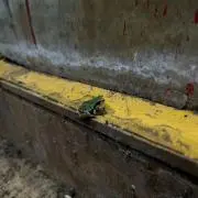 けけ