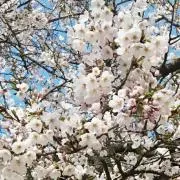 MOMOの画像