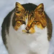 ねこねこさん