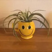スマイルの画像