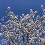 るるの画像