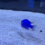 sakanaの画像