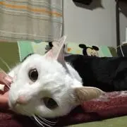 みー☆