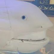 kokアンティーク&ビンテージの画像