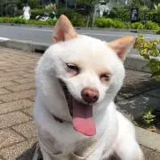 JPママン