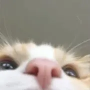avillw7