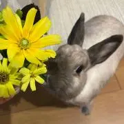 スミレミの画像