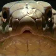 サメ軟骨の画像
