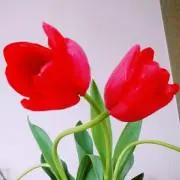 nanaの画像