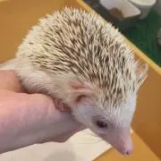 おもちの画像
