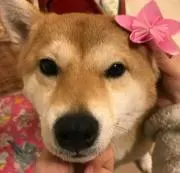 コロ