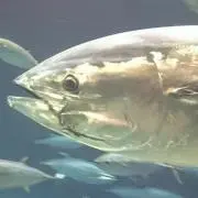 まぐろ
