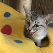 もふの画像