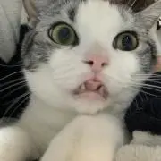 アンカツの画像