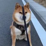latの画像