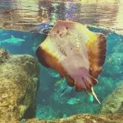 いるの画像