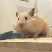 Jの画像
