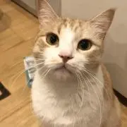 トラ太郎