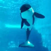ぐらりの画像