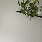 maru ☀︎ʕ∙ჲ∙ʔ ﻌの画像