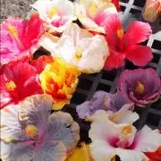 ぱぴこ✳︎プロフ必読