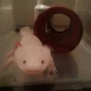 うぱの画像