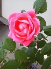 Image of hana
