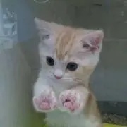 ヨリタの画像