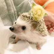 ましゅまろ