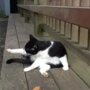 Lucienの画像