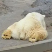 ギャランドゥ