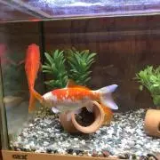 ハムと金魚の画像