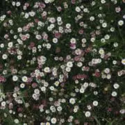 ルの画像