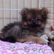 ぽっきー