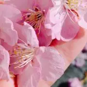 kicoの画像