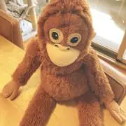 ウータンの画像