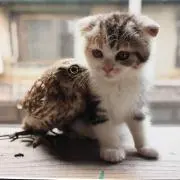 にゃんころりんの画像