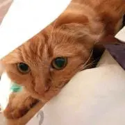 ちゃちゃこの画像