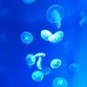のの