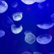 黄レンジャーの画像