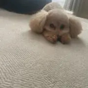 haの画像