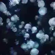 Kirikoの画像