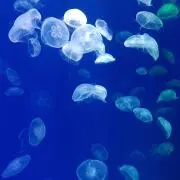ネネコ　プロフ必読の画像