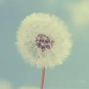 たんぽぽ（即購入OK)の画像